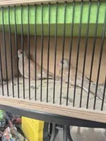 Holoubek diamantový - prodám