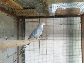 Prodám papoušek alexandr modrý 0.1