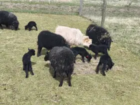 Ouessantské ovečky a beránci s PoP