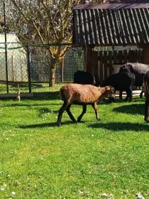 Kamerunský beránek