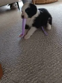 Nabízím pejska k prodeji bez PP border kolie