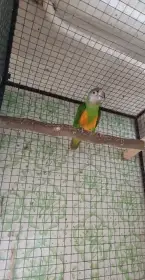 Papoušek senegalský,