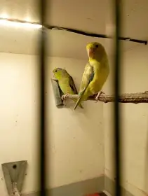 Papoušíček šedokřídlí