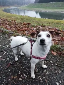 Daruji fenku Jacka Russella