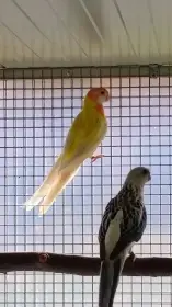 0,1 rozela modrá opalin