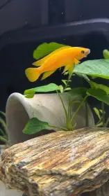 Neolamprologus leleupi