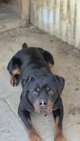 Rotvailer - hlídací pes, (3roky), DARUJI
