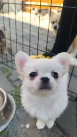 Čivava s PP dlouhosrstá