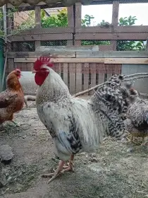 Bielefeld stříbrný