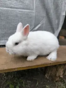 Samec hermelín modrooký