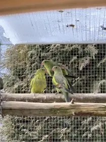 Papoušek Horský 1.1