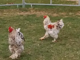 Prodám loňské kohouty