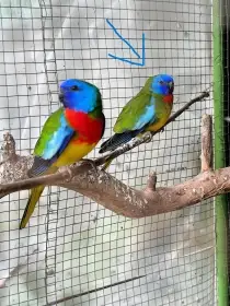 Prodám Neoféma modrohlavá přírodní sameček