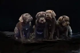 Otevřena rezervace na nový vrh štěňat Cane Corso s PP FCI