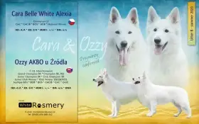  Očekáváme výjimečná štěňátka Bílého švýcarského ovčáka 