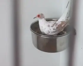 Pár holoubků diamantových