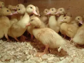 Kačata Pekingská bílá výkrmová