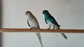 Chovný pár papoušek zpěvavý modrý