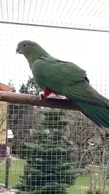 Prodám 0,1 papoušek královský