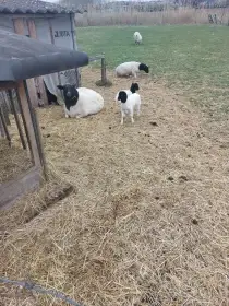 Prodám beránka Dorper