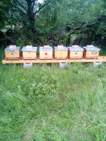 Vyzimovaná včelstva