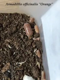 Isopody·stínky·chvostosko ci - posílám