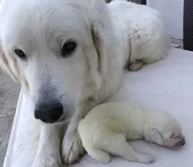 Štěňata slovenského čuvače