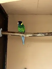 Samice Barnarda límcového