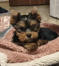 Jorkšírský teriér - kluci s PP FCI