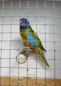 Neofema modrohlava chovna samice 23