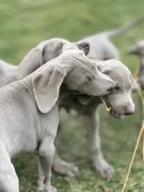 Výmarský ohař – pejsek k odběru