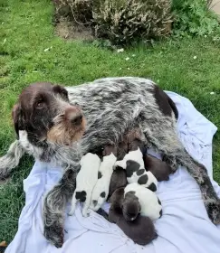 Prodám štěňata Českého fouska