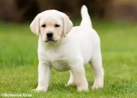 Labrador retriever - holčička a klučík právě k odběru