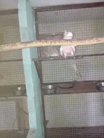 Kakadu inka,chovny samec