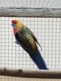 Prodám rosele Adelaidské