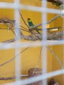 Papoušek Červenočapkovy