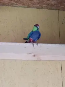 Papoušek Červenočapkovy