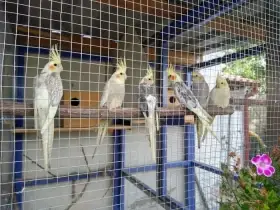 Daruji loňské mládě korely s drobnou vadou nohy