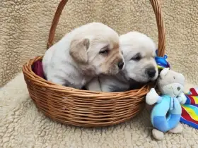 Nabídka štěňat labradorského retrívra