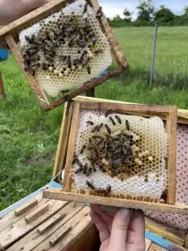 Včelí matky 2026- vysoký medový vynos