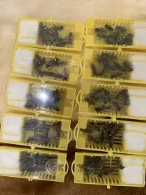 Včelí matky Karpatka sezona - 2026