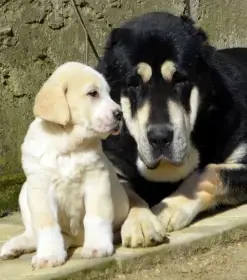 Středoasijský pastevecký pes - štěňata k registraci