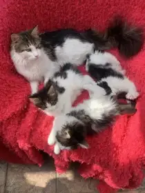Tři kočičky s PP budou hledat nový domov