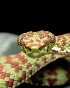 Trimeresurus venustus