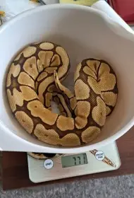 Samice Spider Phantom