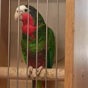 Amazoňan kubánský