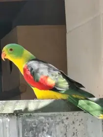 Papoušek Červenokřidly žlutý