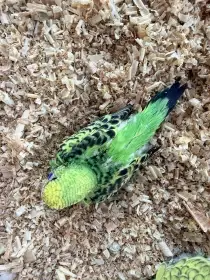 Nabízím k rezervaci mladé andulky vlnkované