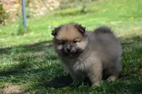 Německý špic malý s PP