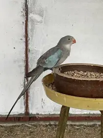 Papoušek Alexandřin